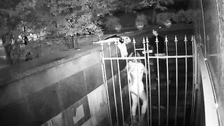 Pee Camera 2