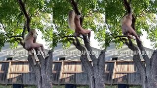 PulsiferPaprocki - Hanging Tree Poop