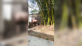 mazzykiti - Just being behind the shed does hide my peeing